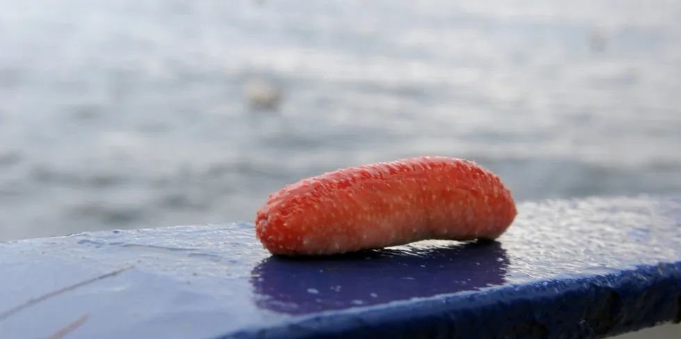 Avfallsstoffene fra fiskeoppdrett kan blant annet brukes til å dyrke sjøpølser.