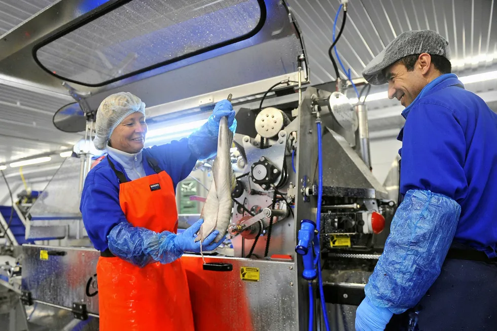 Russian Fishery Company, Agama launch the first of two planned processing facilities in Murmansk.