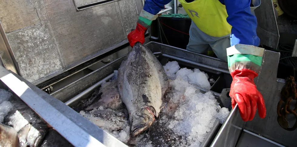 Markedene tok virkelig unna blåkveite i første periode av fisket.