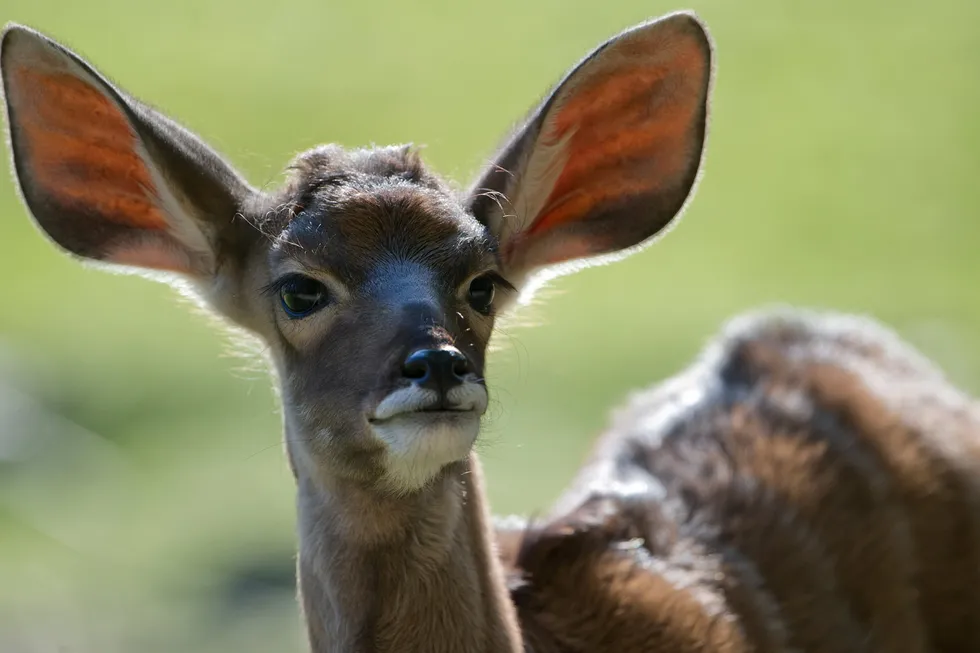 All ears: A young greater kudu stands in her enclosure on a zoo in Berlin.
