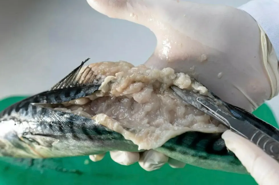 The kudoa parasite gives fish flesh a soft, jelly-like consistency after it is dead.