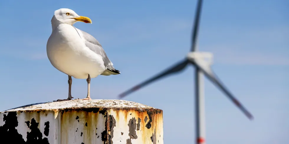 Birds are good at giving wind turbines a wide berth, claims the study.
