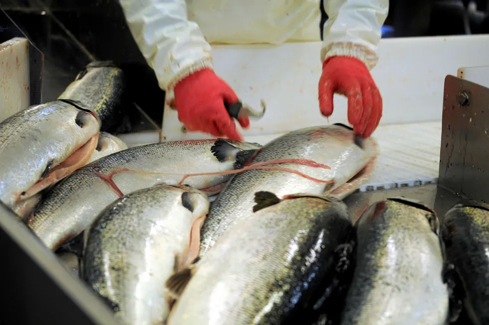Spot prices for Norwegian salmon softening