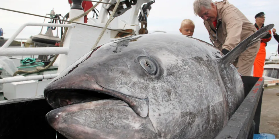 Hillersøy fra Bulandet ble beste båt i makrellstørjefiske i fjor med en samlet fangst på 39 tonn. I år får de en ny sjanse i det samme fiskeriet.