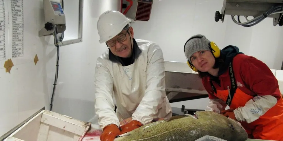 STORTORSK: Harald Senneset og Silje Seim undersøker en skrei på 35 kilo om bord på forskningsskipet "Kristine Bonnevie".