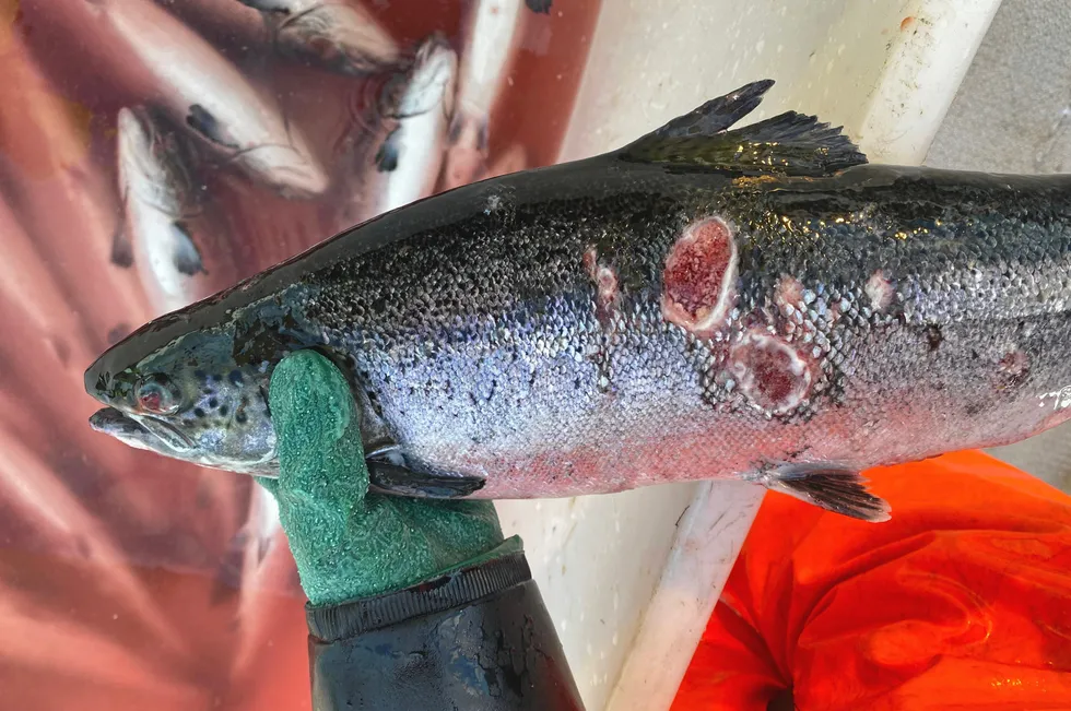 Dette er et eksempel på hvordan en såkalt produksjonsfisk kan se ut. Denne har skader etter angrep av perlesnormaneter. Fisken på bildet har ingen direkte tilknytning til saken.