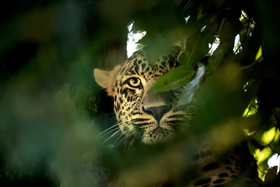 Spot on: Shell and Chevron have pounced on the Leopard discovery in the US Gulf of Mexico