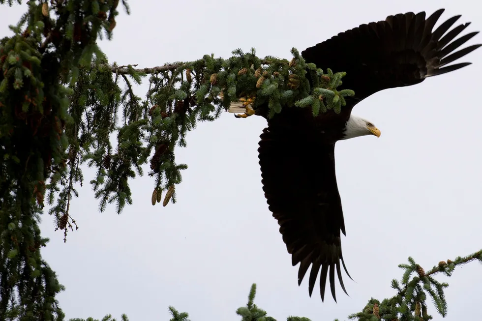 Taking flight: an eagle flies from a tree in Kitamaat, British Columbia where the Cedar floating LNG is located