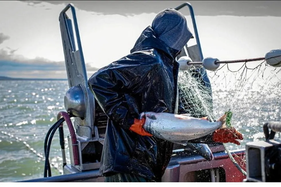 Bristol Bay fishing in 2022 saw large harvests and high prices.
