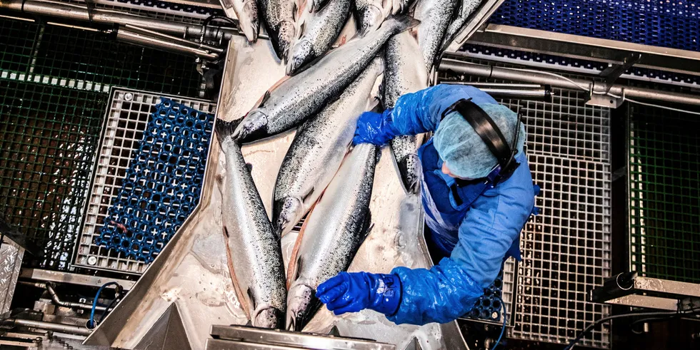 Lerøy Aurora har er stort slakteri på Skjervøy, som tok over da rekeindustrien forsvant fra bygda.