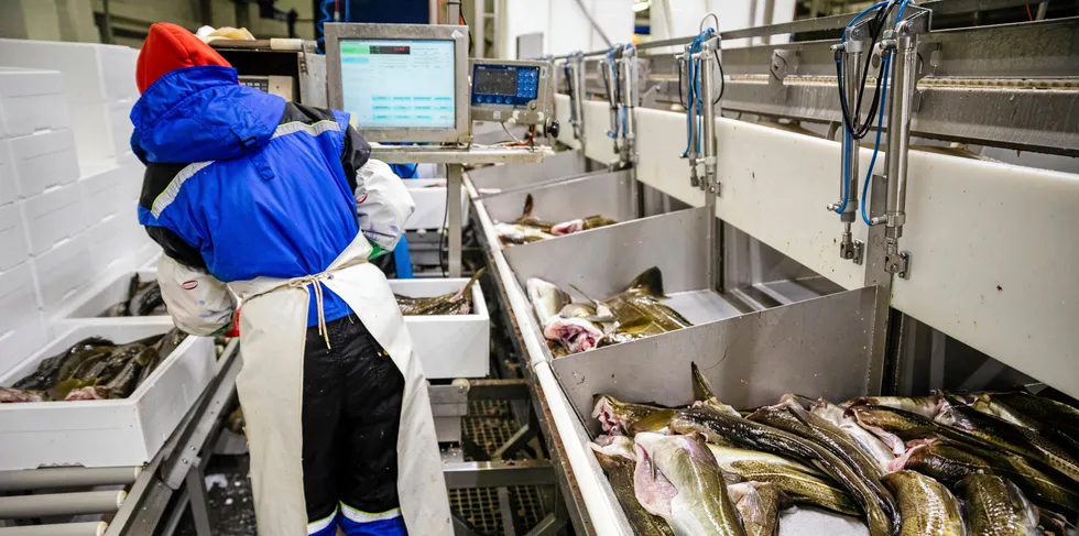 Det skal fiskes 30 prosent mindre torsk neste år. Så om konsumet går litt ned, blir det også mindre torsk å selge i markedet, noe som kan forhindre prisras.