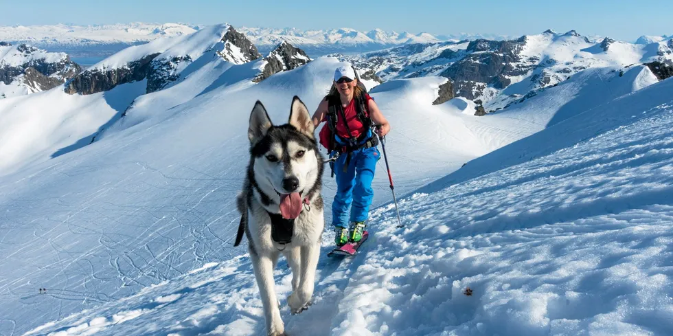 Ingelill Jacobsen skal fra Arktis til Midtøstens hete. Her bestiger hun en fjelltopp med husky’en Akita.