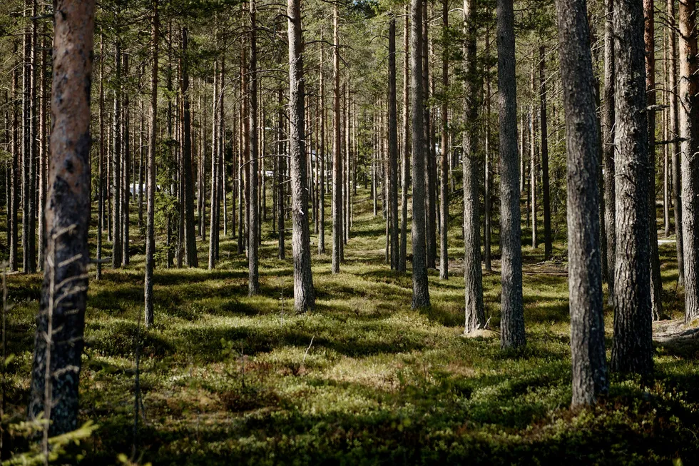 Våre resultater viser at skog – i alle verdenshjørner – kjøler ned klodens overflate mer enn hva som var forventet, og at dagens klimamodeller bør oppdateres. Foto: Hampus Lundgren