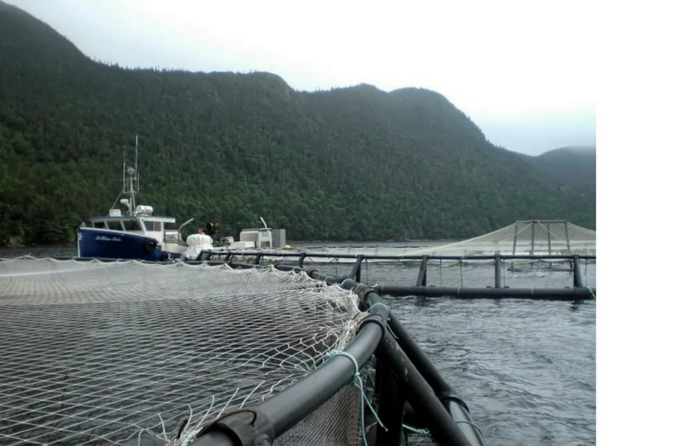 Mowi's Northern Harvest has had several licenses suspended following a massive salmon die-off.