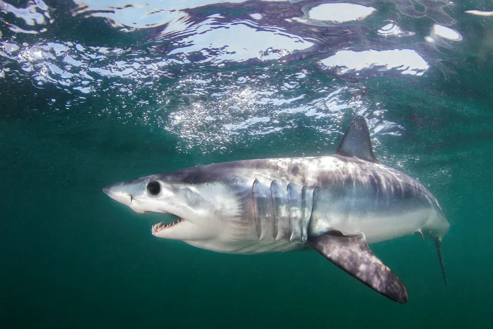 18 haiarter, deriblant makrellhaien, skal nå beskyttes mot kommersielt fiske.