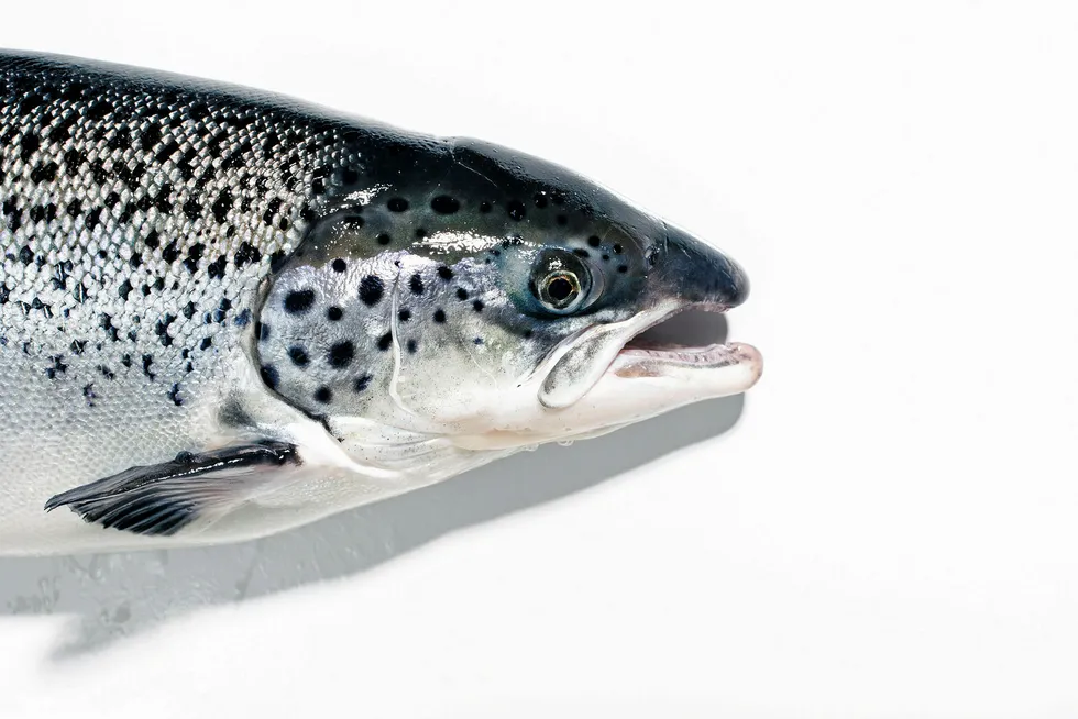 AquaBounty has sold its first batch of GM salmon to customers in Canada.