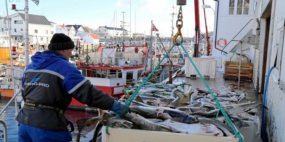 Jangaard Exports avdeling Sjøanlegget på Andenes har aldri kjøpt så mye fisk som i år, men har vært avhengig av konsernets avdeling i Stamsund for å få det til å gå rundt.