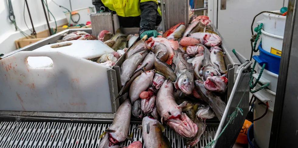Det er et godt betalende marked som tar inn over seg at torskekvoten har gått ned 20 prosent, sier sjømatanalytiker Finn-Arne Egeness om torskemarkedet.
