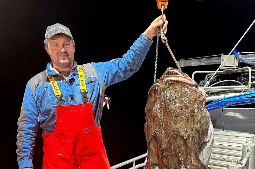 Breiflabbfiske har vært et viktig fiskeri for skipper på «Vollen II», Ørjan Eilertsen siden 2008.