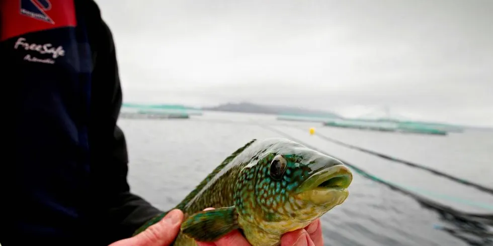 STRID: Flere kan få slippe til i lukket gruppe i fiske etter leppefisk hvis Norges Fiskarlag får gjennomslag for å endre grunnlaget for å være kvalifisert.Foto: Eivind Senneset