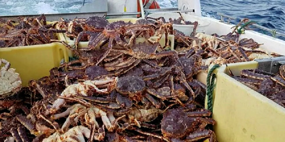 RENNA: Her er en av storfangstene til Arild Pedersen fra renna midtfjords i Båtsfjord som hadde krabber til minst et femtitalls båtkvoter uten at det så ut til å minke.