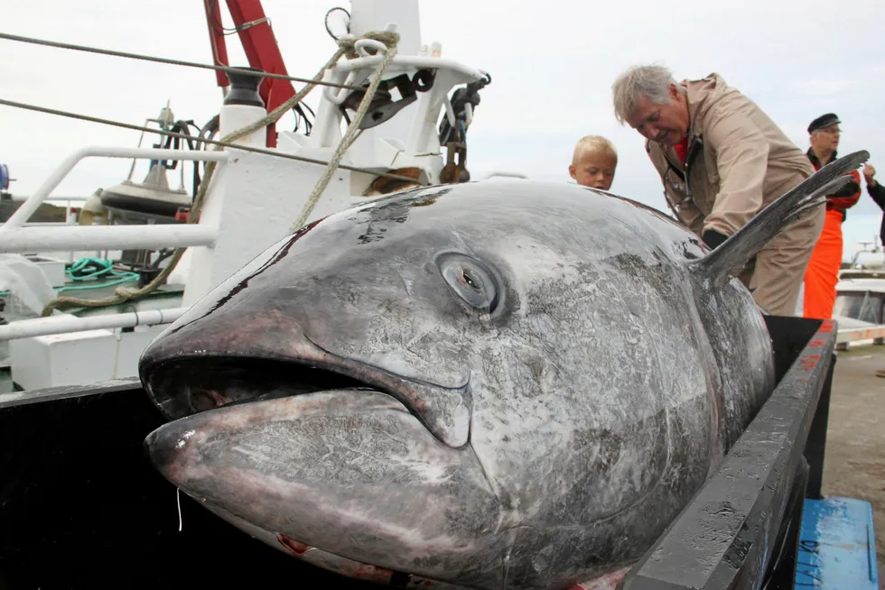 A massive bluefin tuna was found in one of SalMar's facilities on Monday.