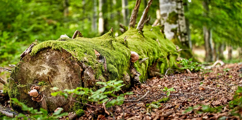 A fallen tree trunk in a forest — the type of biomass that will be used at the Port Anthony project.
