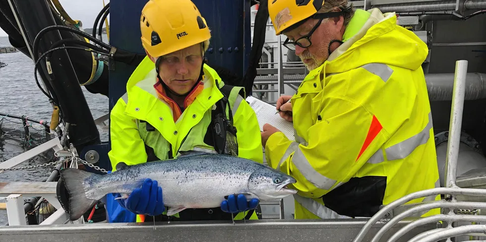 Trine Hansen og Bård Kildal fra Nova Sea scorer velferd på laks under termisk avlusing i brønnbåt.