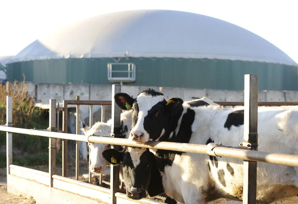 Process: farm waste is put through an anaerobic digester, which uses microorganisms to break down the matter and produce biogas. The biogas includes methane and can be processed into renewable natural gas to fuel vehicles