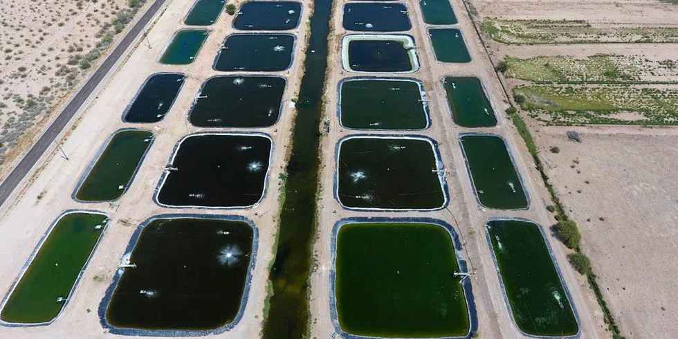 The Arizona site is MainStream Aquaculture's first overseas acquistion.