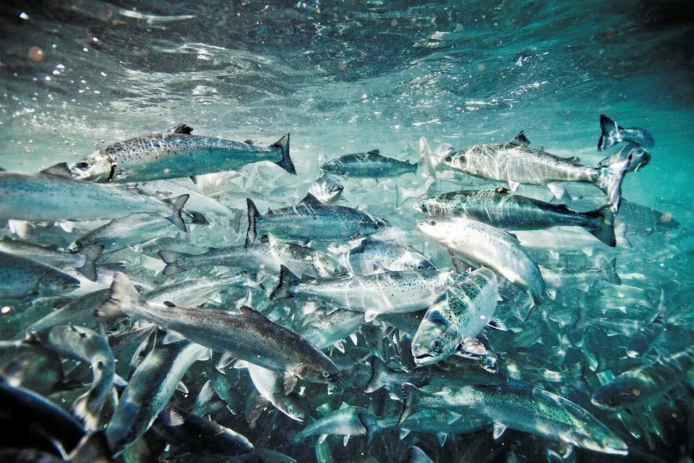 In it together: GSI members now account for 50% of the world's farmed salmon production.