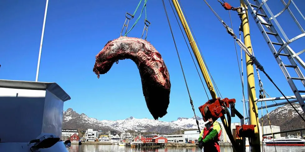 Japanske myndigheter har kommet med et forslag om å oppheve fangstforbudet og om å endre organisasjonen av hvalfangstkommisjonen. Her er det levering hos Lofothval i Svolvær i vår. Foto: Silje Helene Nilsen