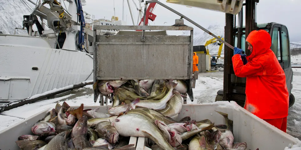 Flere hundretusen tonn torsk skal landes på kort tid under vinterfisket. Det krever økt bemanning i fiskemottakene på land, hvor det vanligvis jobber mange utenlandske sesongarbeidere.