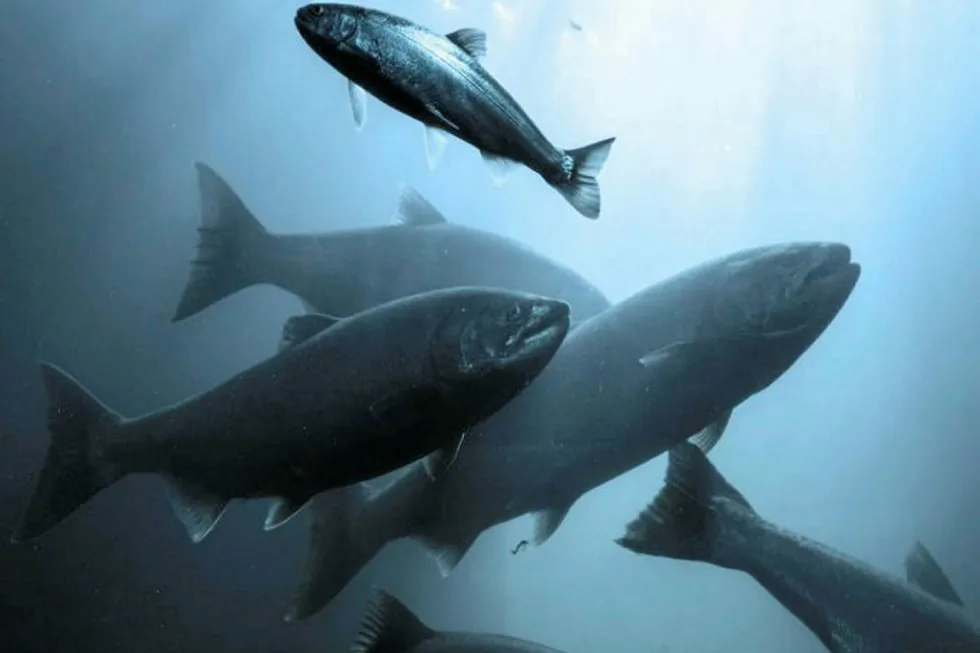 Whole Oceans plans to produce 25,000 tons of Atlantic salmon in Maine.