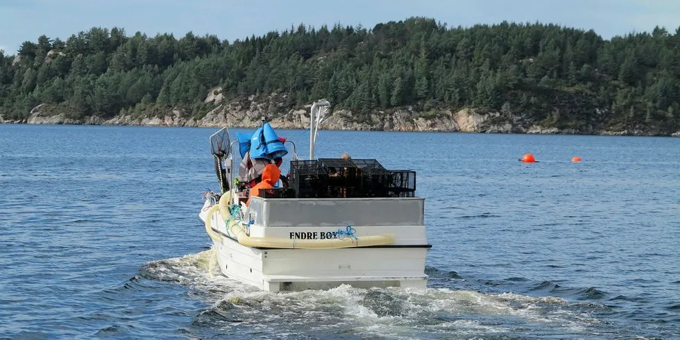 Fiskeridirektoratet foreslår å lukke leppefiskfisket i år og sette en fartøykvote på 60.000 leppefisk. Illustrasjonsfoto: Nils Torsvik