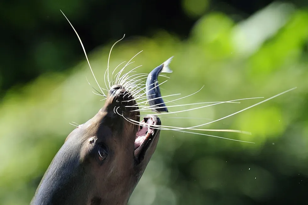 Decent catch: a sealion catches a fish during a public feeding in Germany