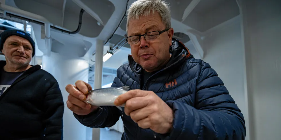 Nils Ingolf Haugland (60) er skipper på tråleren «Harvest». – Jeg tror silda vil stå nord av Tromsø på nyåret. Forhåpentligvis som fin rognsild som gir høy kilopris, sier Haugland.