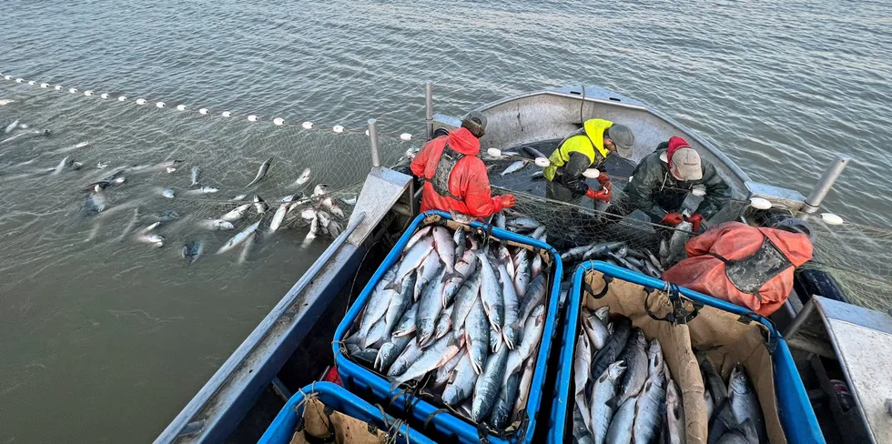 Perry Broderick's crew hauling in salmon on the Nushagak in 2022.