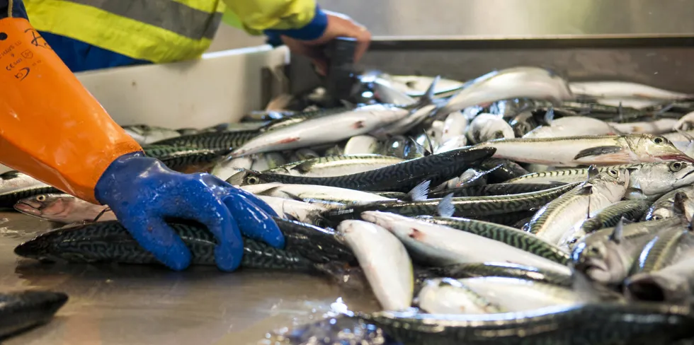 Havforskningsinstituttet på sitt niende makrelltokt. "Eros" testet ut utstyr og trål i Korsfjorden vest av Marsteinen dagen før toktet starter 1. juli 2015. Forskerne fikk noen makrell, to sild og rognkjeks på testhalen. Fangsten går rett tilbake i fjorden. 2016-09-09