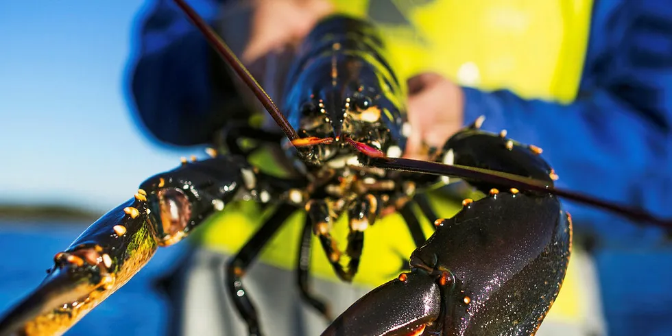 STARTSKUDD: I dag starter årets hummersesong. Fiskeridirektoratet minner om at du må registrere deg for å få fiske hummer.