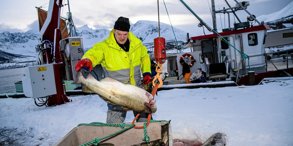 Nå skal franske, digitale trendsettere fremsnakke skreien. Her gjør fisker Bjørn-Helge Robertsen fra fiskebåten Mevær grunnarbeidet på fiskemottaket i Tromvik.