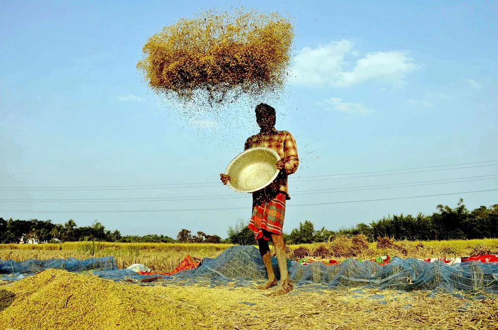 Energy demands: a farmer winnows paddy crops at a field on the outskirts of Agartala, the state capital of Tripura
