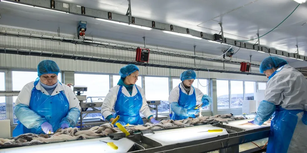 Elena Sementsenko, Kate Zaitseva, Julia Lestsenko og Larisa Mihhailova jobber med filetering på fiskemottaket i Finnmark. Senterpartiet vil ha mer bearbeiding langs kysten. Foto: Skjalg Bøhmer Vold