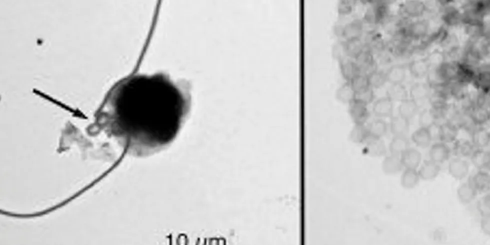 Algearten Chrysochromulina leadbeateri er identifisert i laboratoriet fra prøver tatt i nærheten av området med algeoppblomstring.