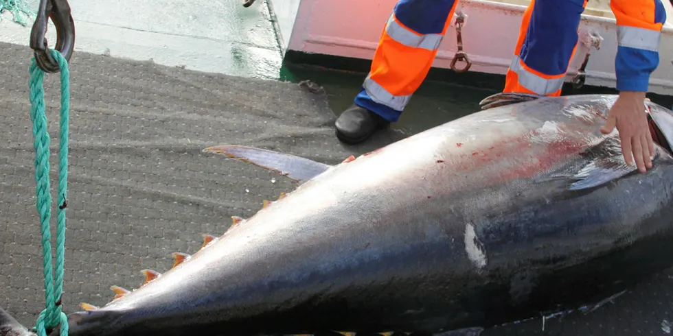 MAKRELLSTØRJE: Makrellstørje tatt vest av Ona Fyr, nord for Ålesund, høsten 2016 av snurperen «Hillersøy». I Norge er det tradisjon for å fiske makrellstørje med både ringnot og line. Ni ringnotbåter er påmeldt det norske makrellfiske i år, mens det er påmeldt 8 linebåter. Ingen har startet sesongen ennå.