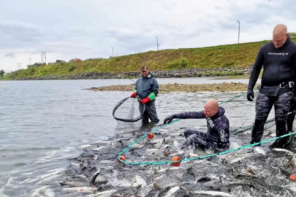 In Norway and other parts of the world, a climate-driven burgeoning of Pacific pink salmon populations is causing concern in places where the fish are not native and are considered an invasive species.