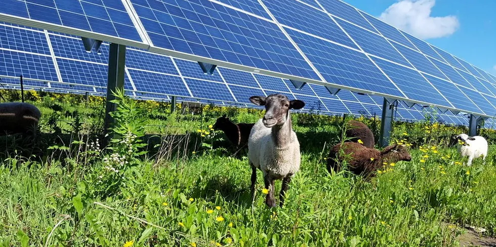 Livestock graze at Enel's Aurora solar farm in the US