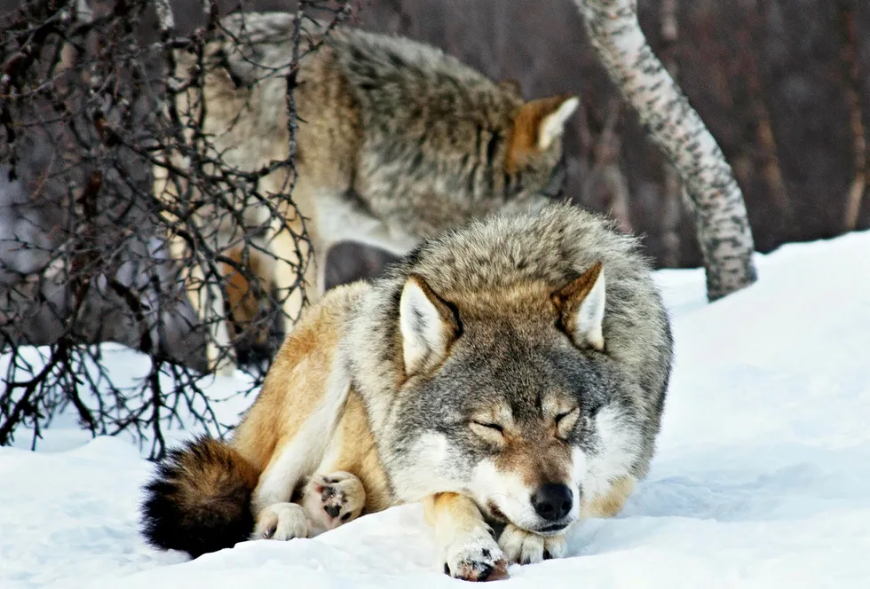 Alle vet at ulv og sau hører naturlig sammen i samme setning, skriver artikkelforfatteren. Her er et par Canis lupus fotografert i Polar Park i Bardu. Foto: Inger E. Berg
