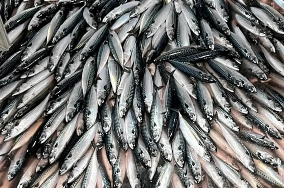 Norway, UK, Faroes reach threeyear mackerel fishing deal Intrafish