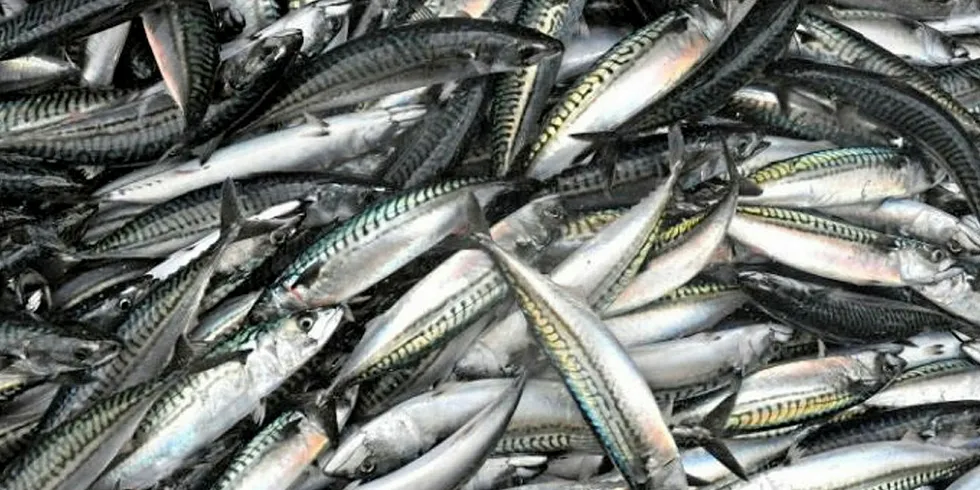 MSC suspends North East Atlantic mackerel certification